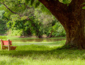Indian Botanical Garden